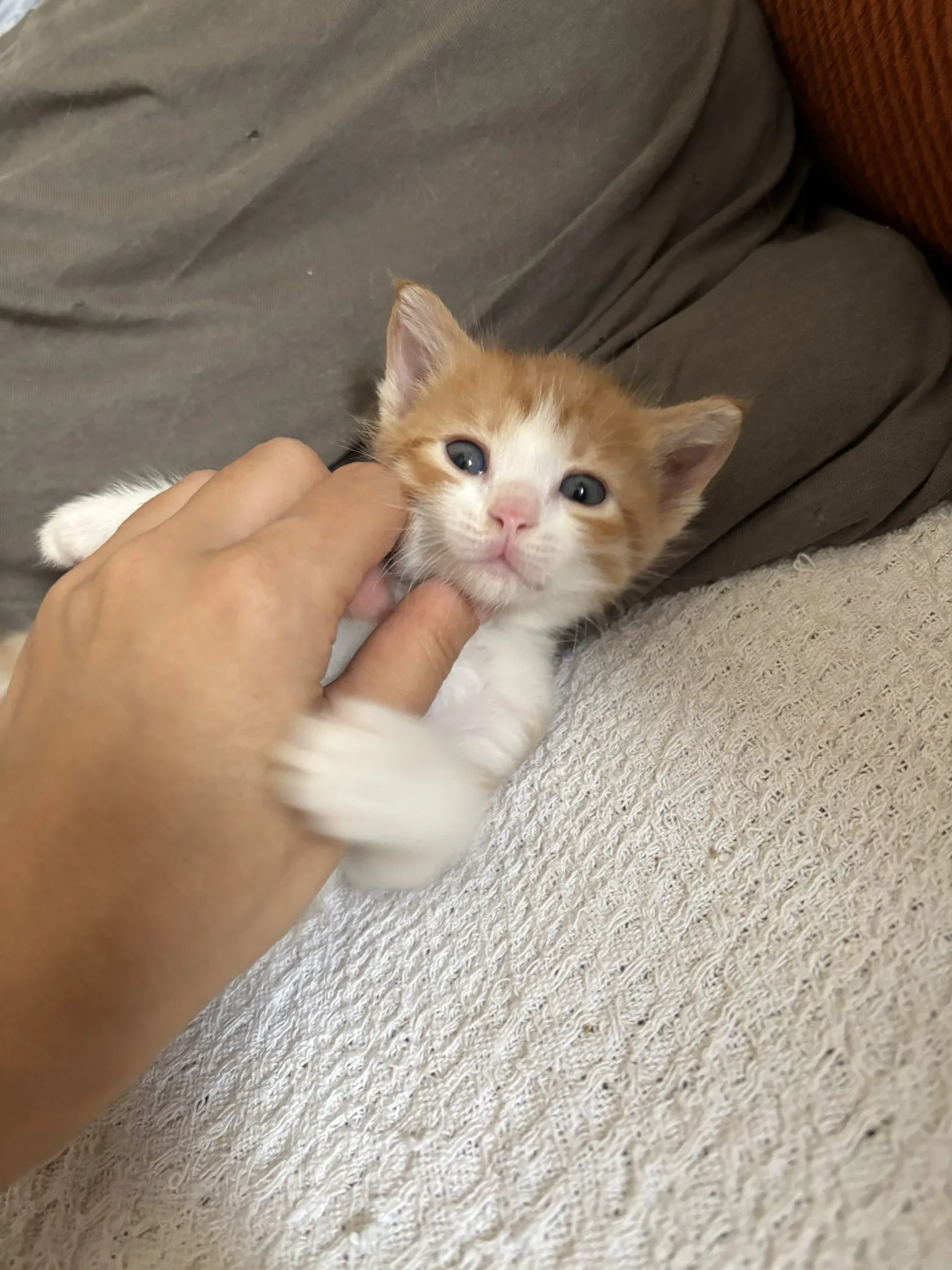 2 minik can yeni evini arıyor..