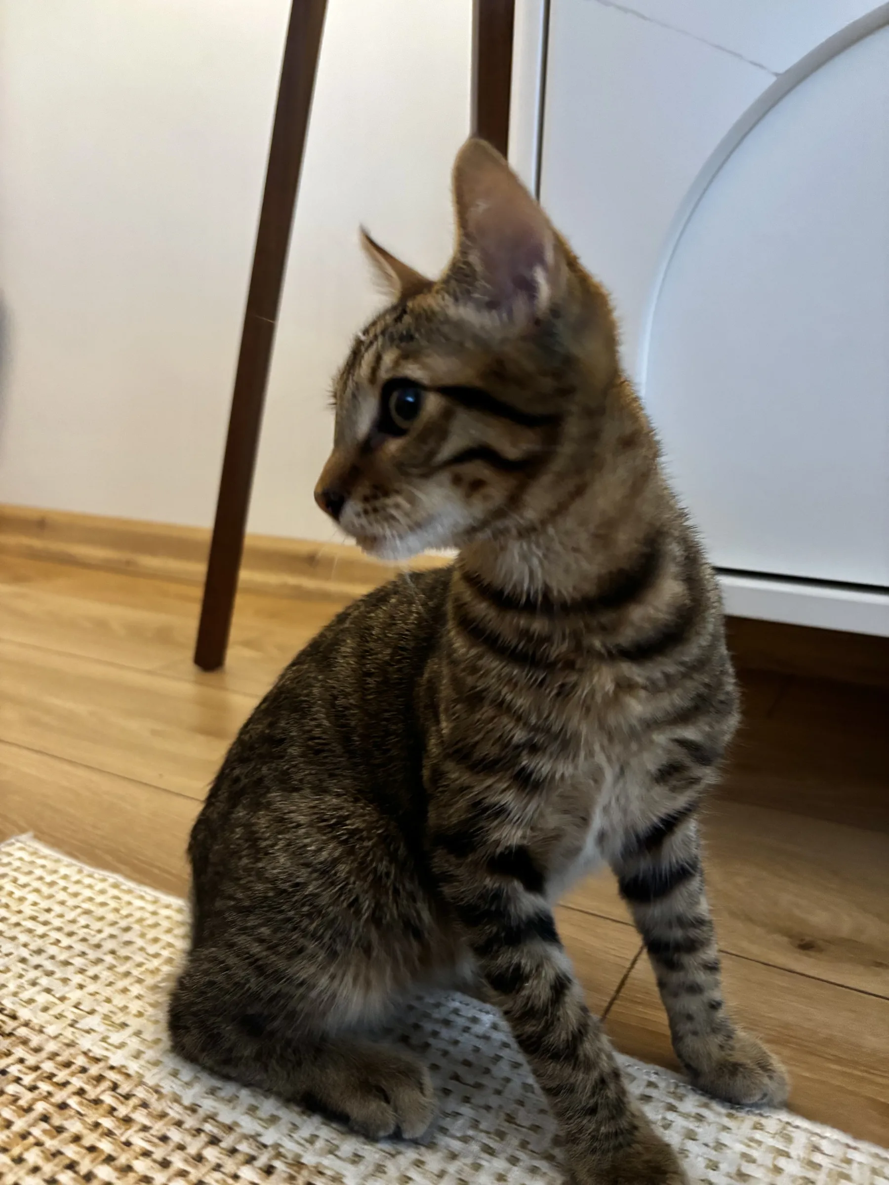 Temas Bağımlısı Paşa