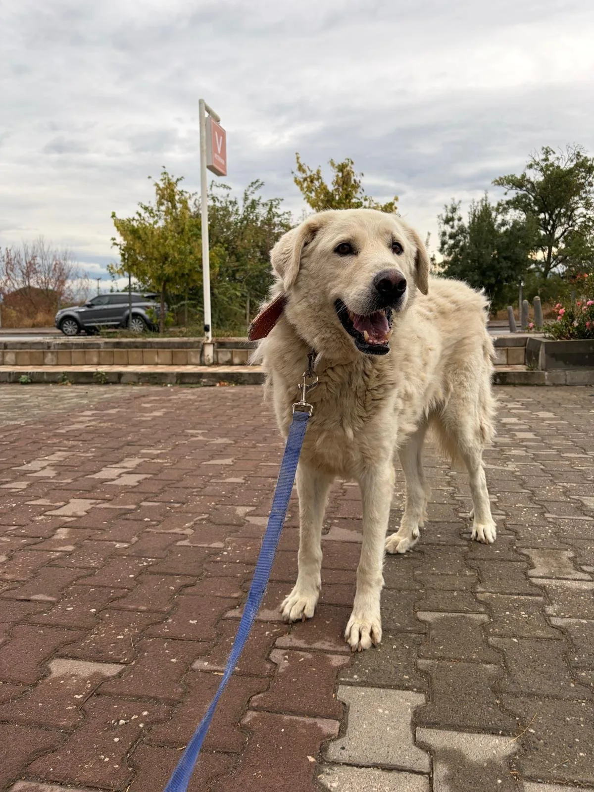 Pamuk yeni ailesini bekliyor!
